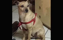 Cuccioli cercano casa e affetto- Foto
