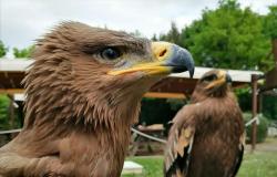 L'aquila delle steppe in fuga da casa, presa  dai volontari del Matildico e riconsegnata alla  sua padrona