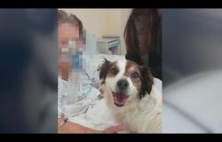 "Fatemi rivedere il mio Lapo un'ultima volta": e il cane entra in ospedale per l'addio alla sua padrona - Video
