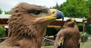 L'aquila delle steppe in fuga da casa, presa dai volontari del Matildico e riconsegnata alla sua padrona