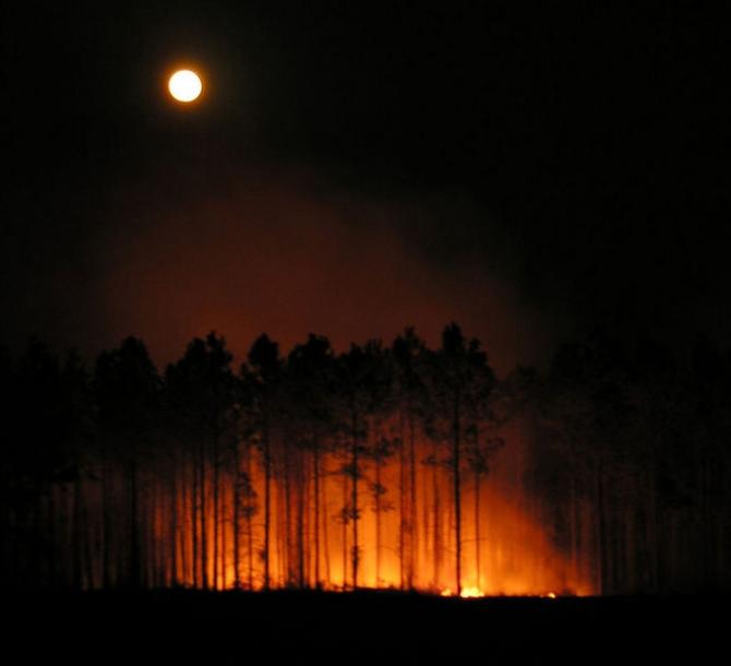 Red moon in the burned forest.