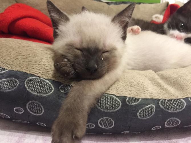 Se il micio si sveglia all'alba e pretende cibo e coccole